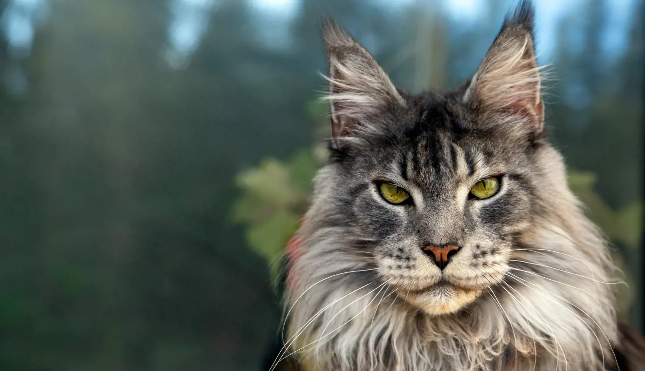 What Cat Breeds to Avoid If Allergic: Top Allergy-Triggering Cats