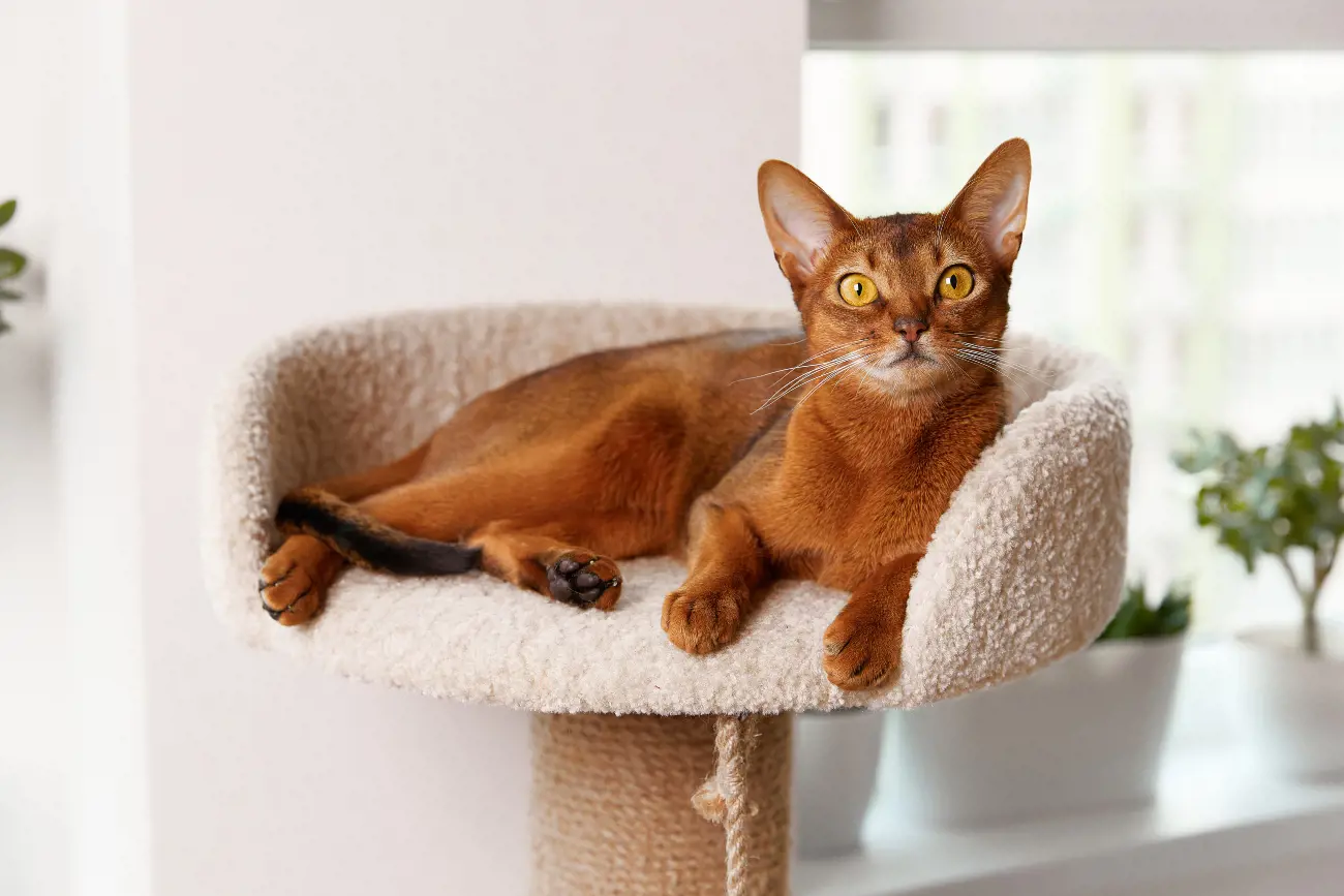 The Abyssinian's coat is renowned for its unique ticking pattern, where each hair carries multiple bands of color. This gives them a wild appearance similar to that of a wild rabbit, allowing them to blend seamlessly into their surroundings. This camouflage pattern is not just striking but also serves as a testament to their evolutionary adaptation, making them stand out among other cat breeds.