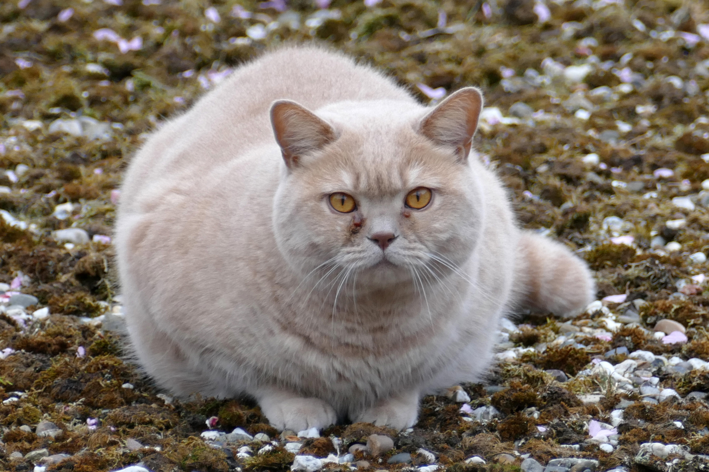 A pregnant cat sitting in a garden