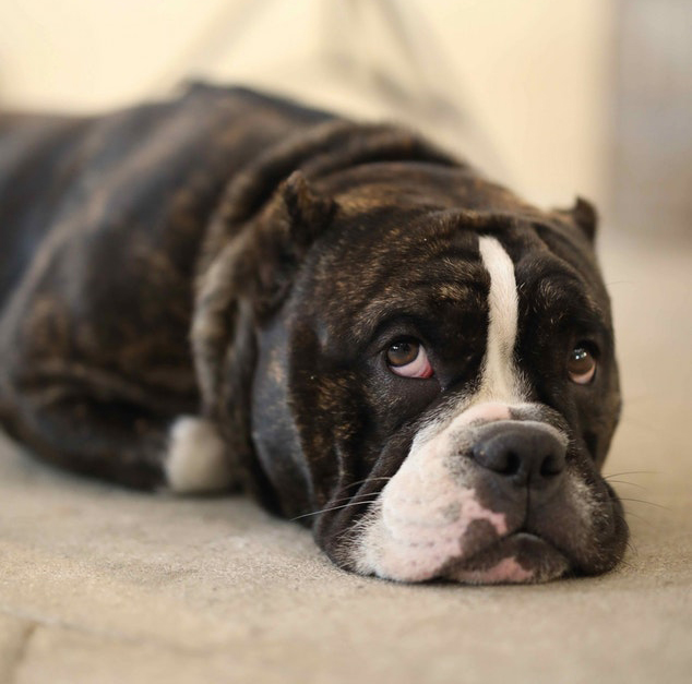 A dog laying down on its paws looking up