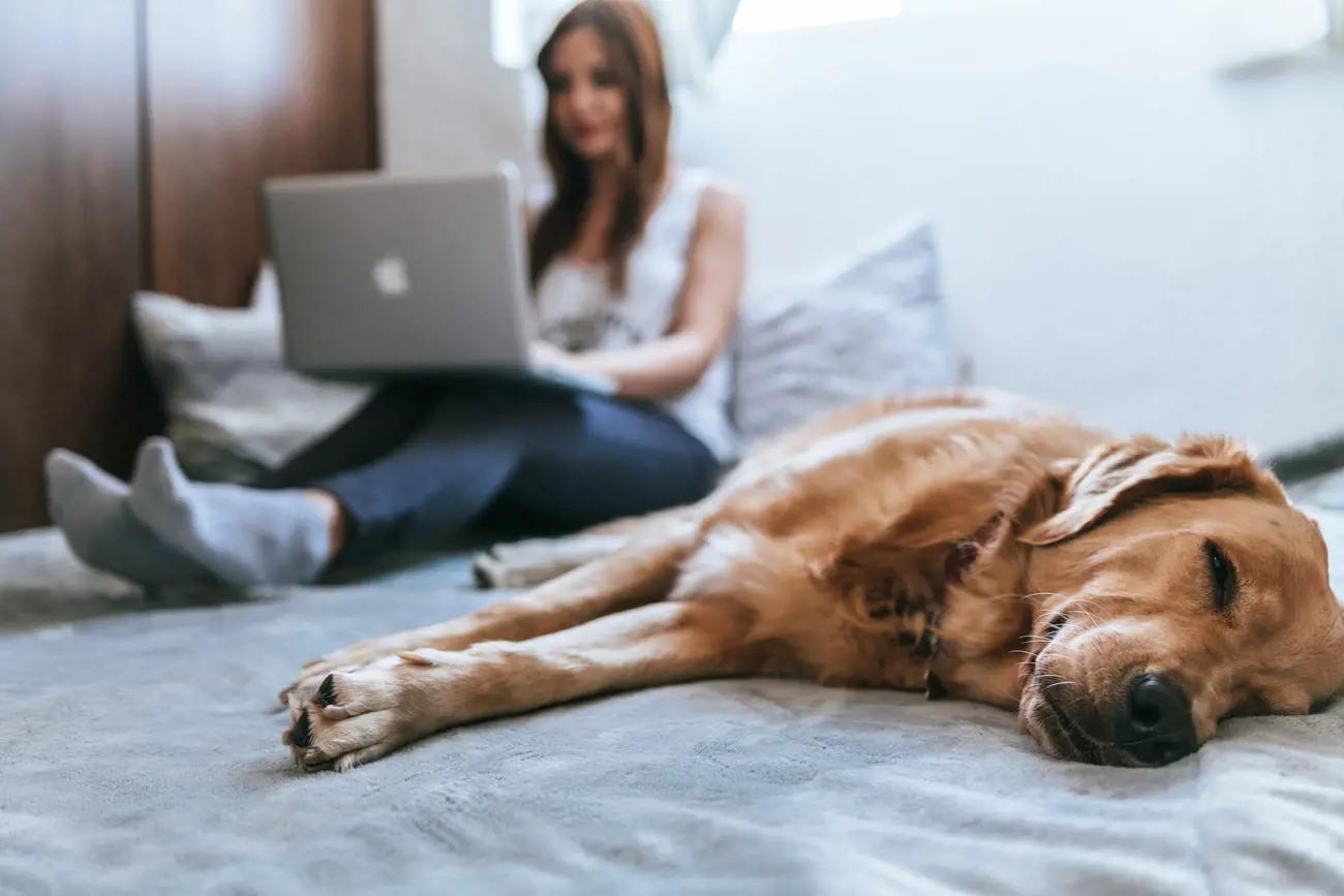 A dog sleeping on its owner's bed while its owner works on her laptop