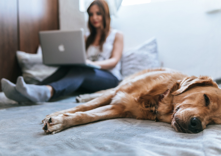 A dog sleeping on its owner's bed while its owner works on her laptop