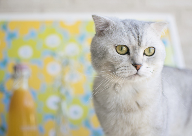 grey scottish fold