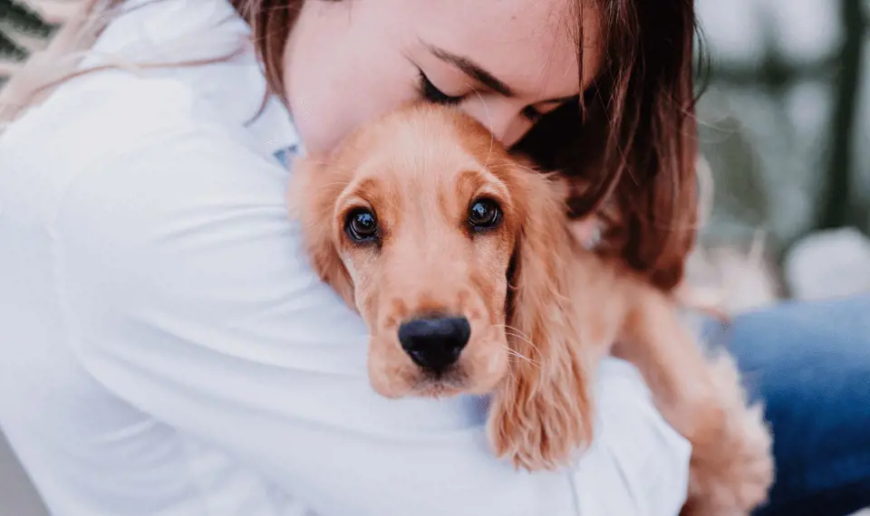 Are dogs good for mental health?