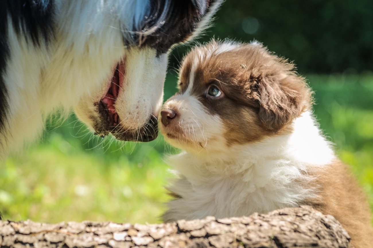 Puppy nose to nose with dog