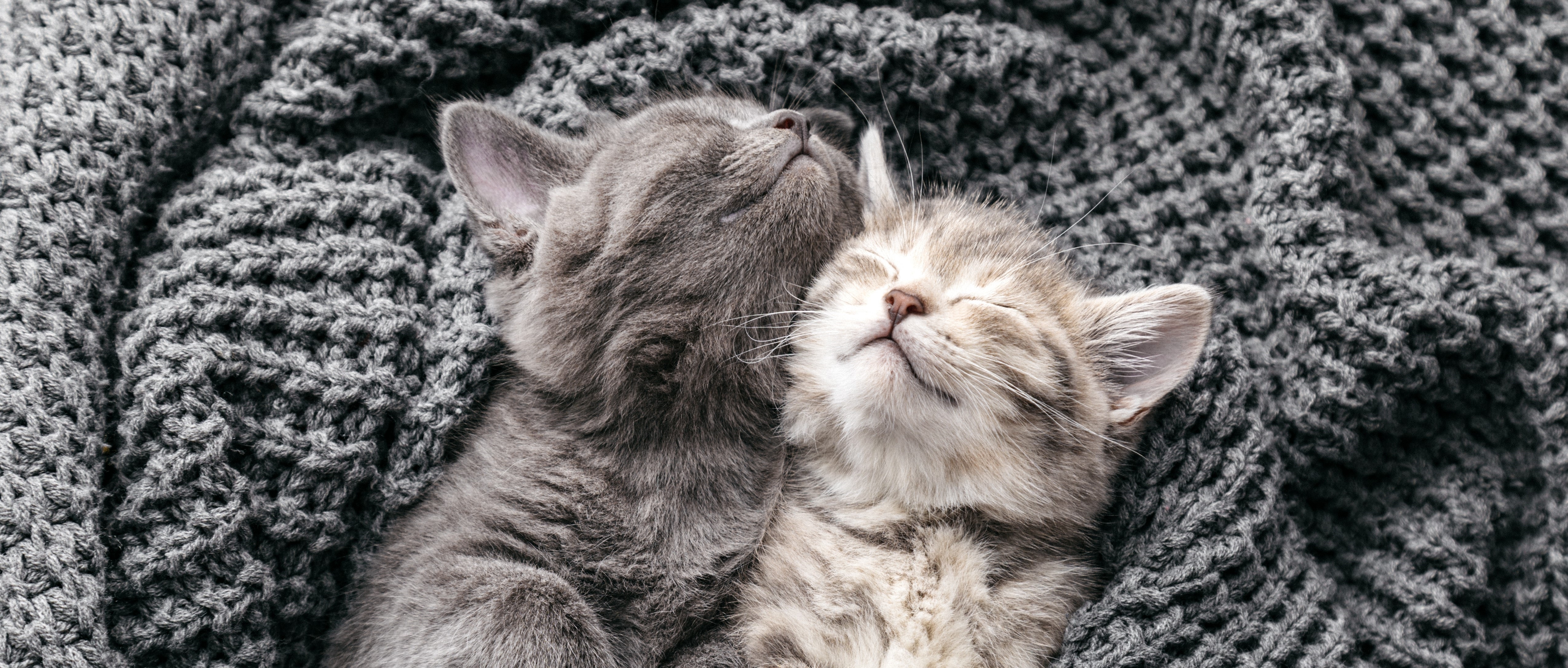 Kittens sleeping