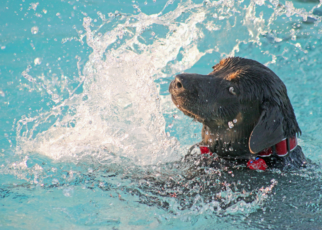 A dog splashing in water whilst it swims