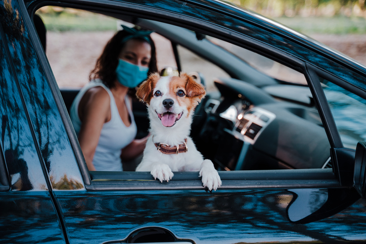 Puppy in the car