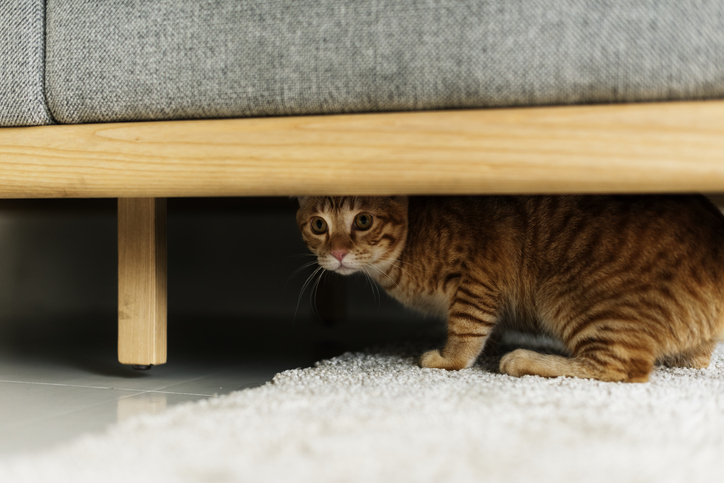 Cat under sofa