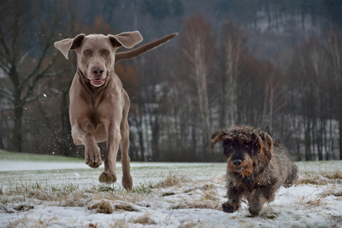 Two dogs running across a frosty field together
