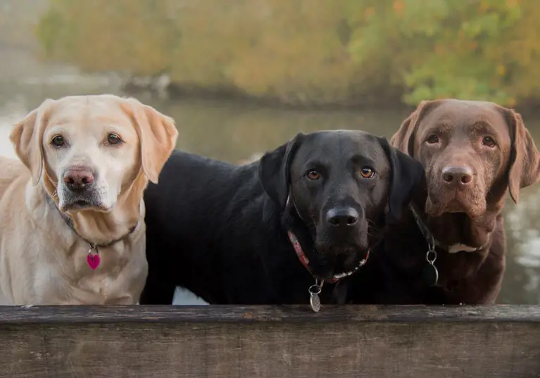 Labrador is Britain's 'top dog' but continental breeds are on the rise!