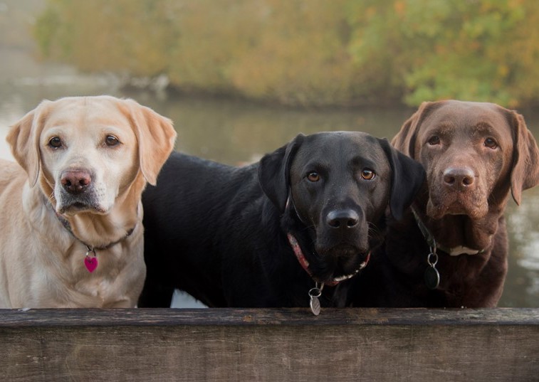 Three Labradors of different colours