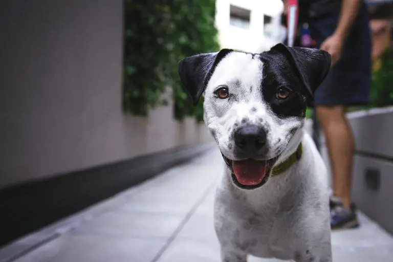 black and white dog