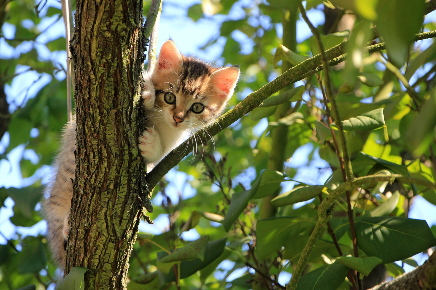 A kitten grasping on to a leafy tree on a sunny day