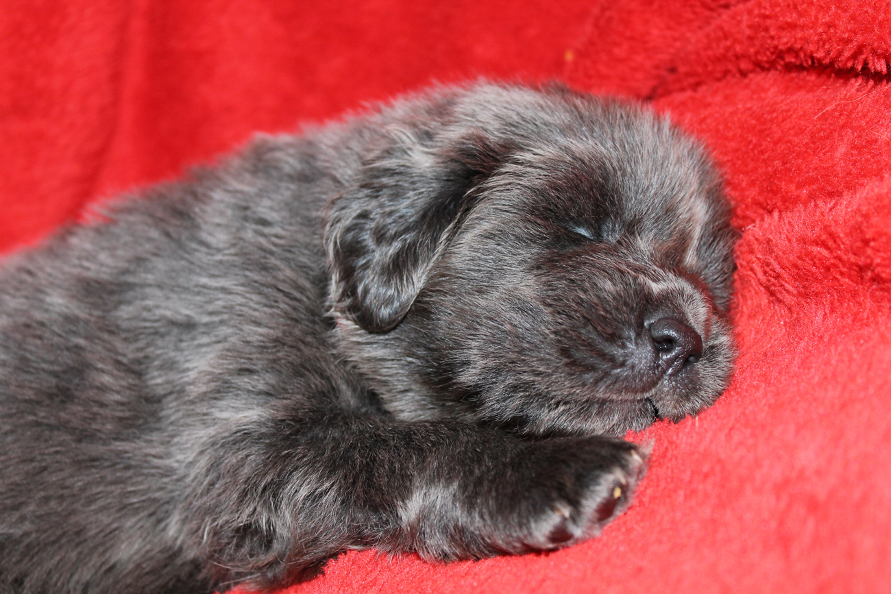 A Tibetan Mastiff puppy asleep on a blanket