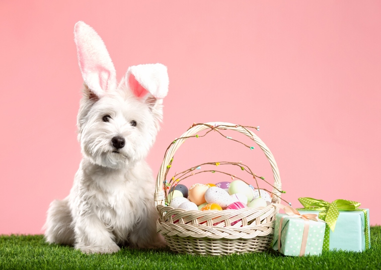 Westie dog wearing bunny ears sat next to an Easter basket