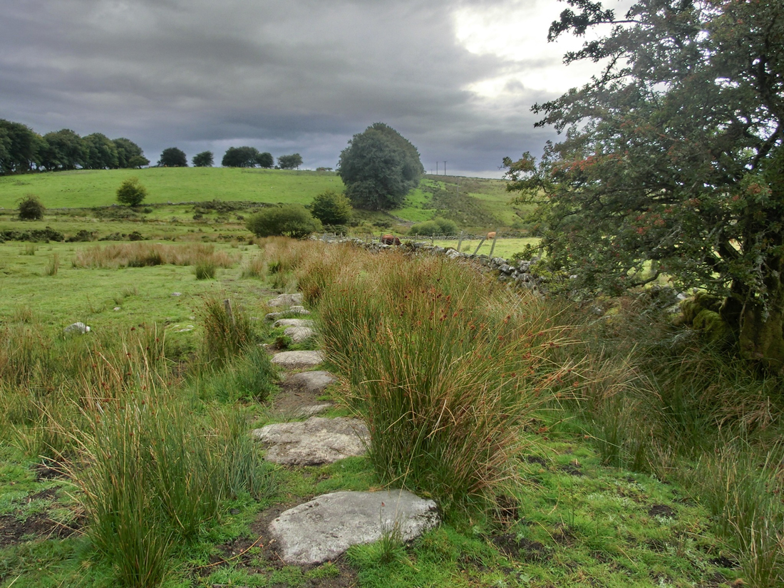 A view across a green filed in Dartmoor