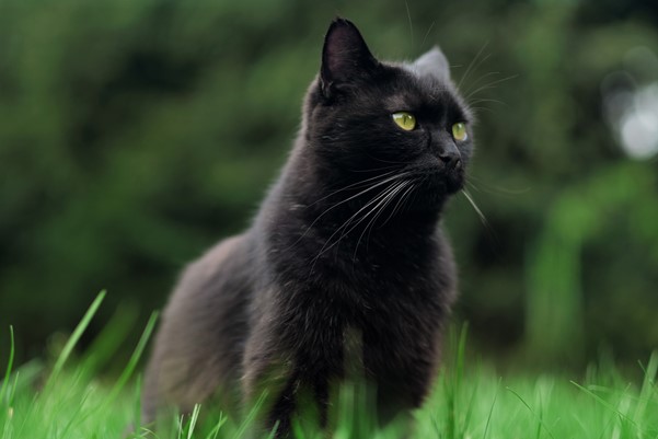 A black cat sitting on a patch of grass with trees in the background
