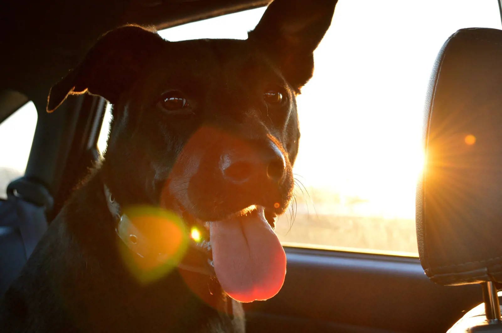 dog sticking out its tongue