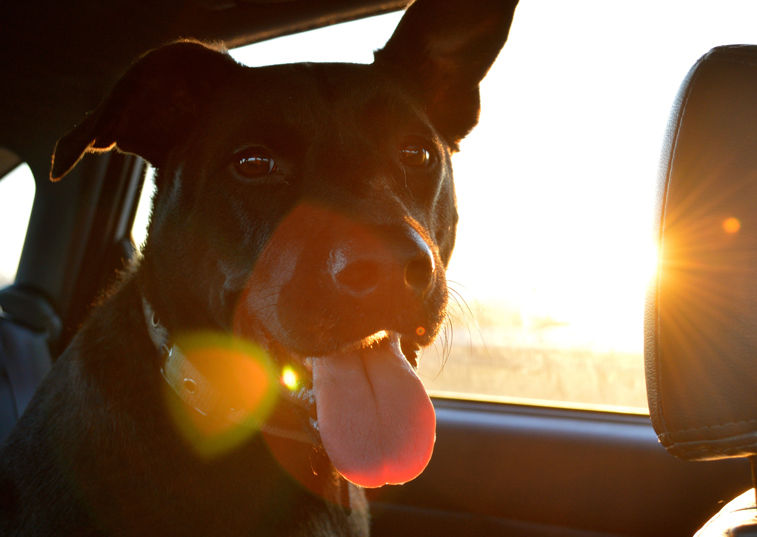 A dog panting in a car during a car trip with the sun setting in the distance
