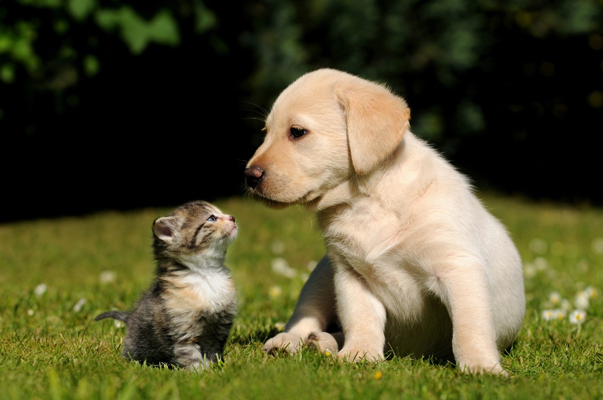 Puppy and kitten sitting on grass in the sun