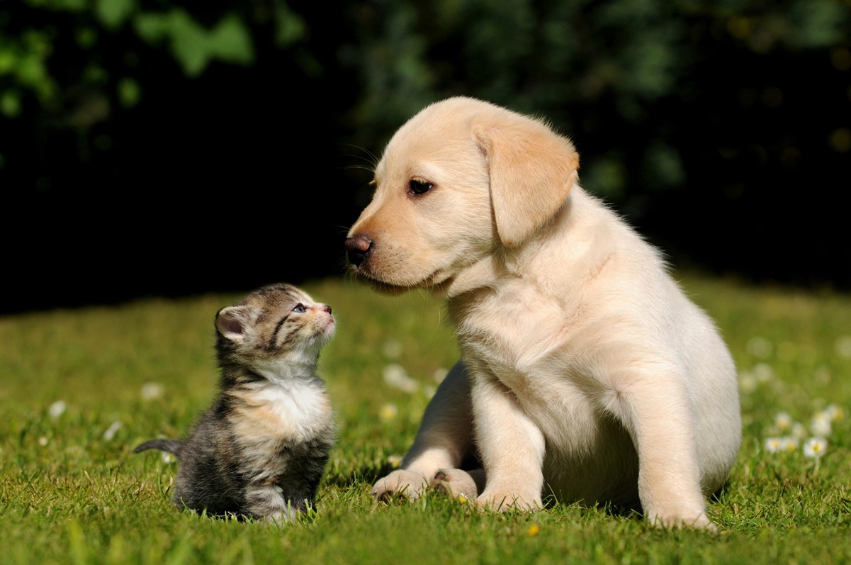 A kitten and a puppy sitting in a grassy garden together