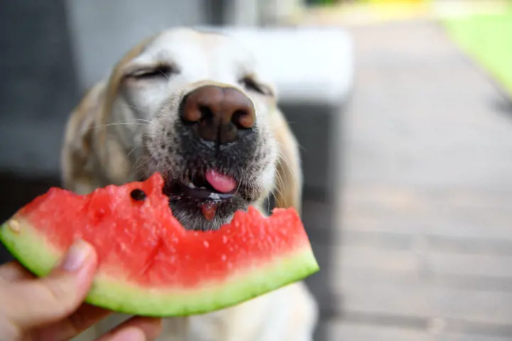 dog eating watermelon