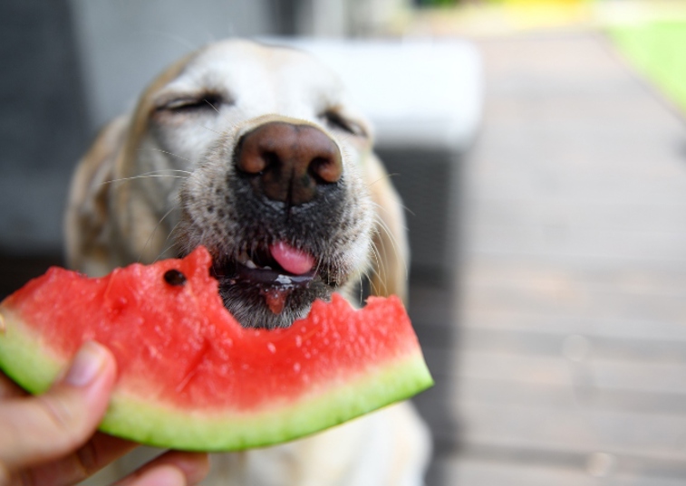 Dog eating a slice of watermelon