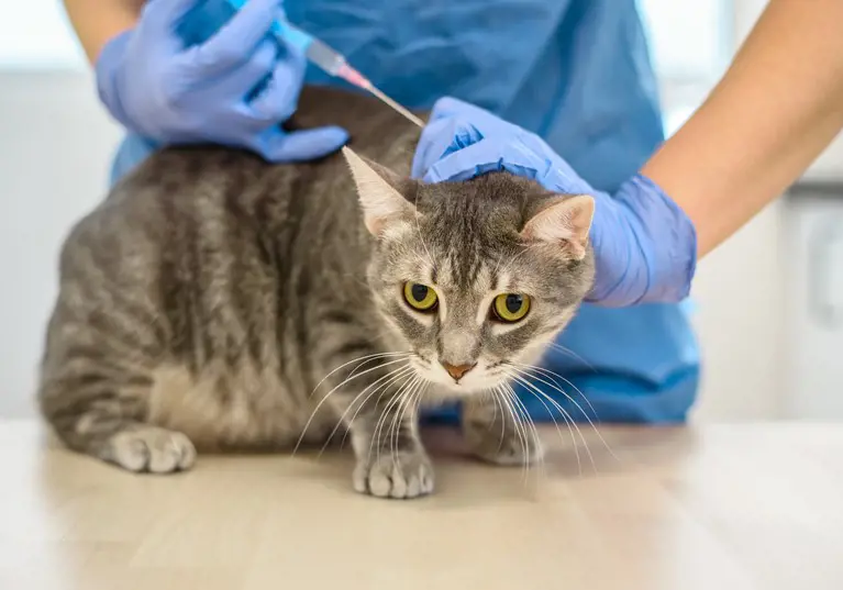 Pet Diabetes – Are you able to recognise the signs?