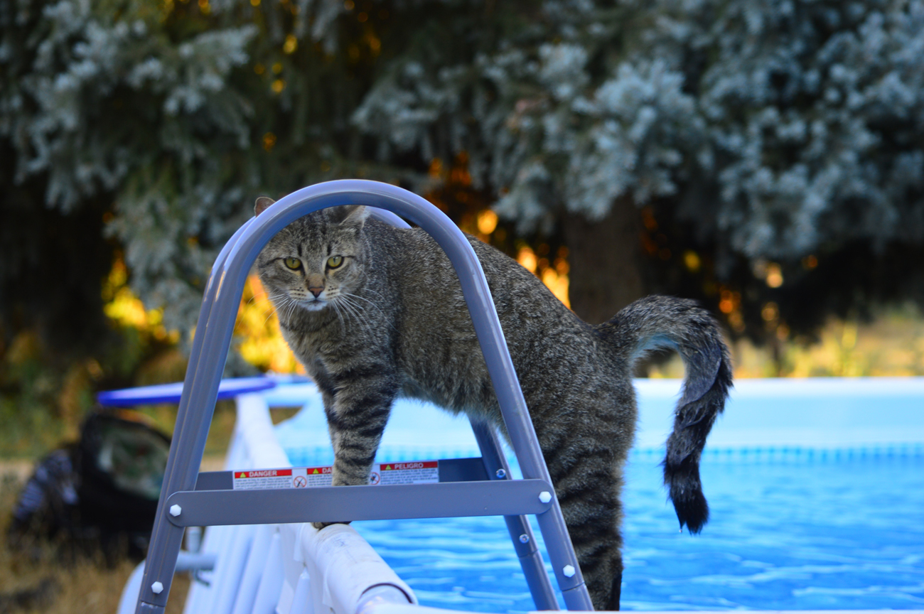 A cat standing on the ladder of an above ground pool