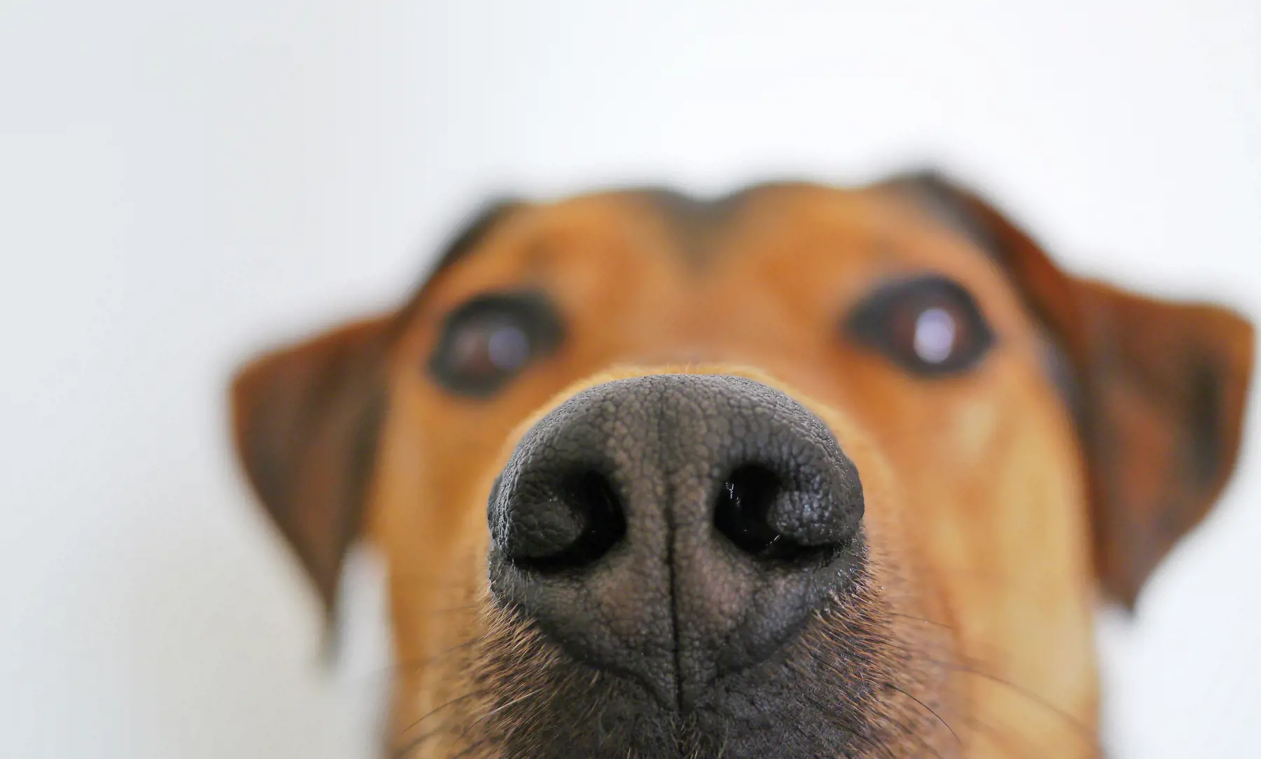 A dogs face up close with its nose in focus
