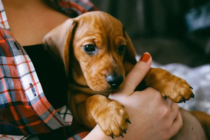 Cute puppy