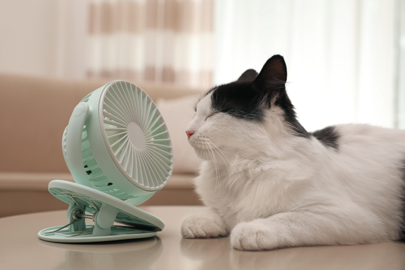 black and white cat sitting in front of a fan