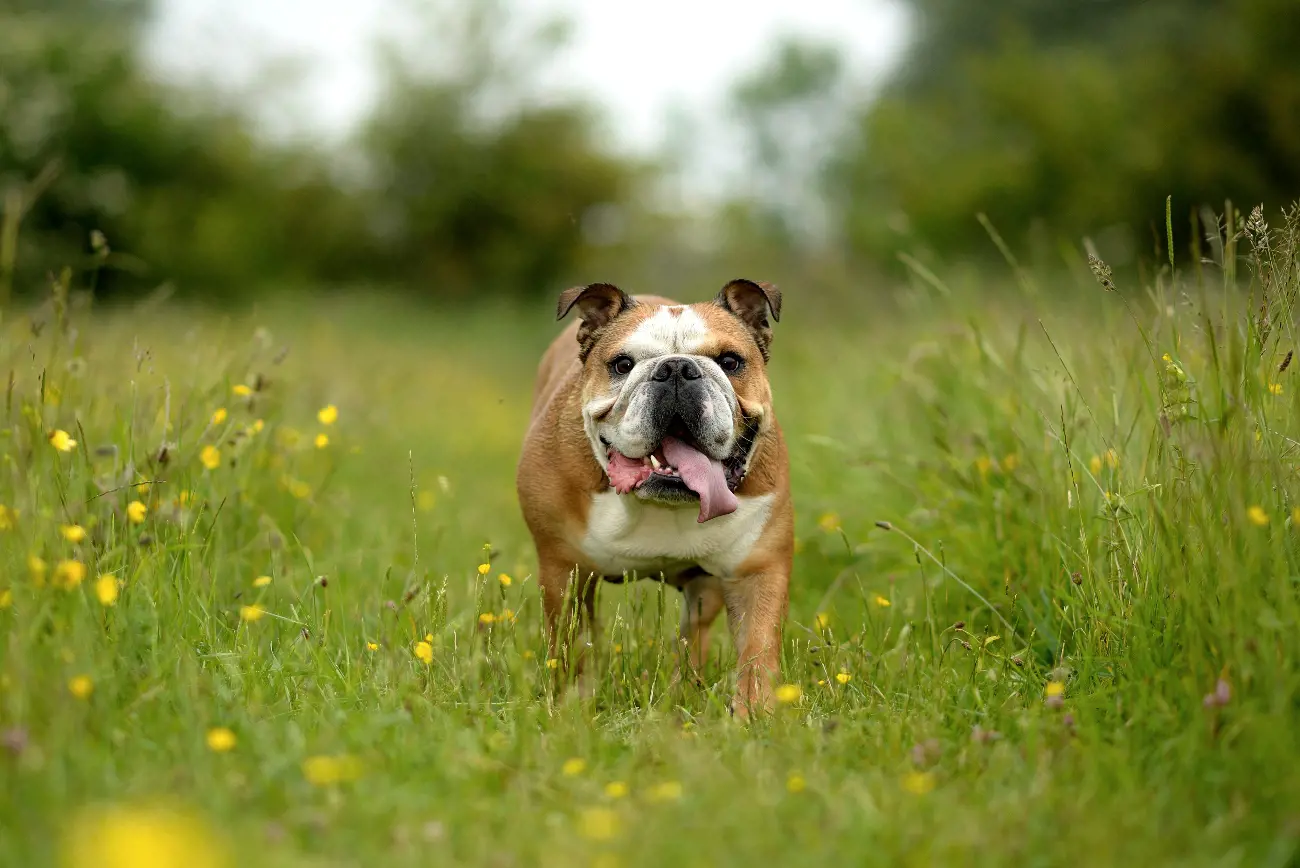 English Bulldog With Their Tongue Stuck Out