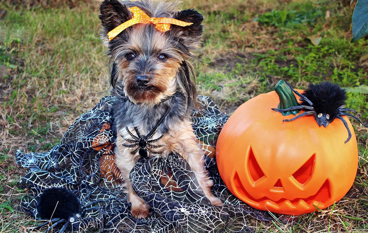 Our Top 5 Tips For Keeping Your Pet Safe On Halloween