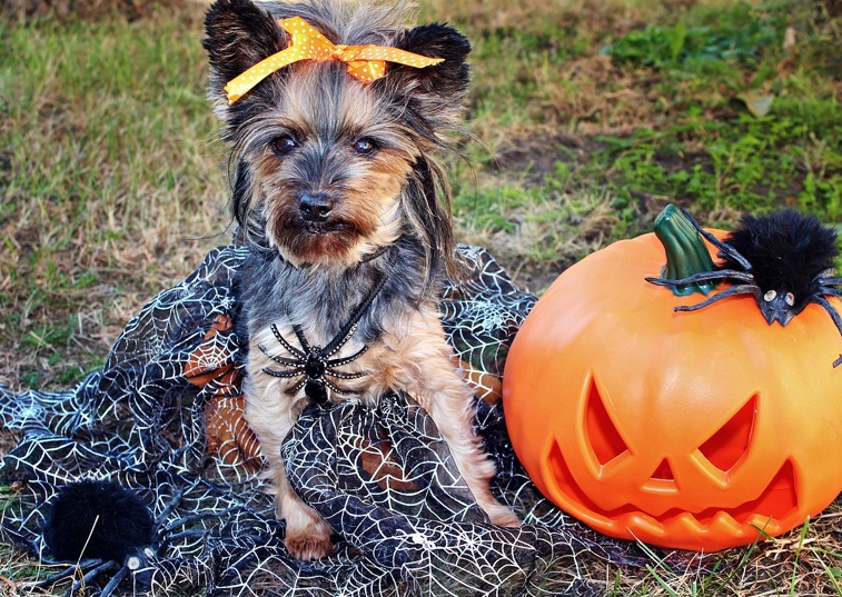 Our Top 5 Tips For Keeping Your Pet Safe On Halloween