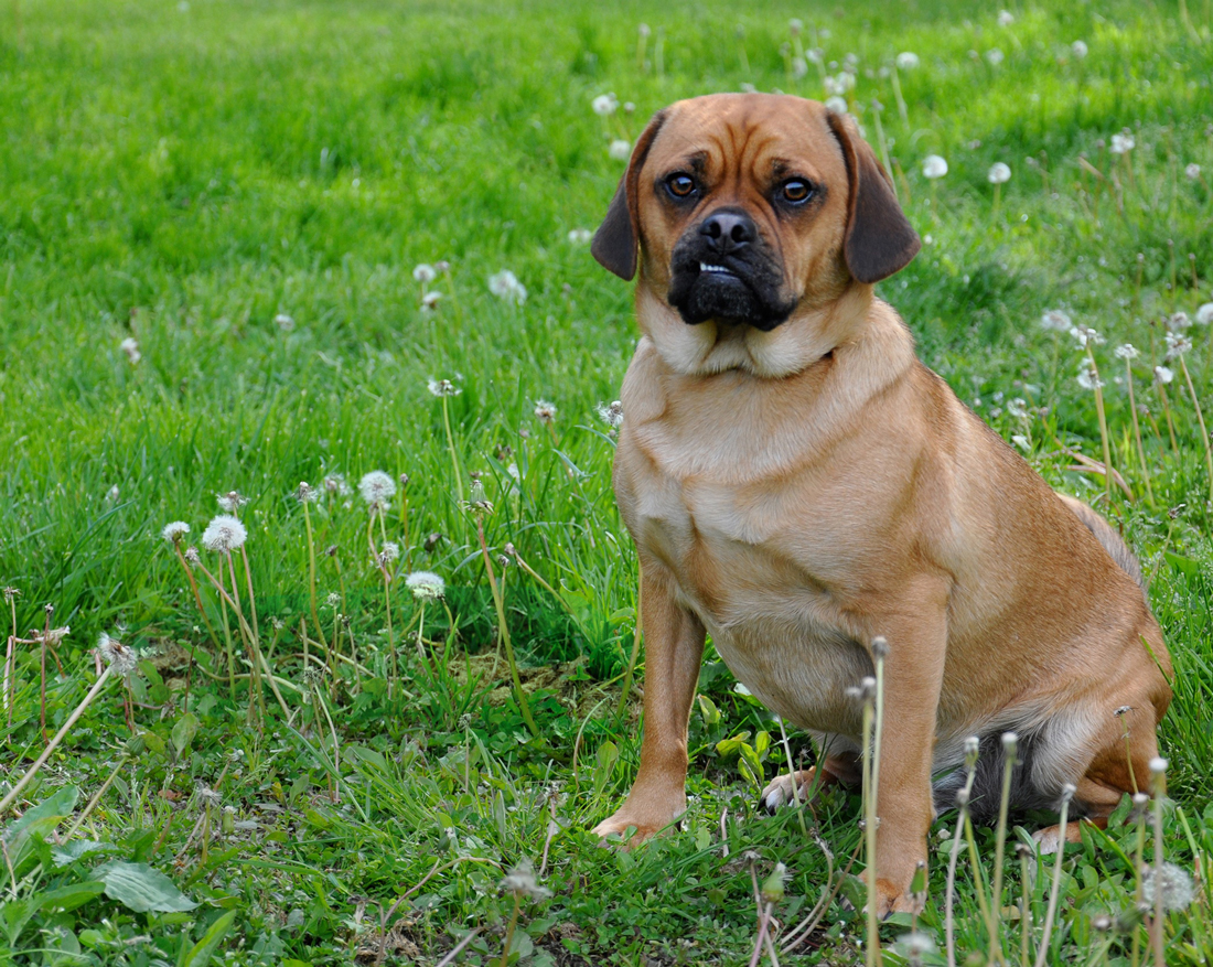 A Puggle sitting on a patch of grass