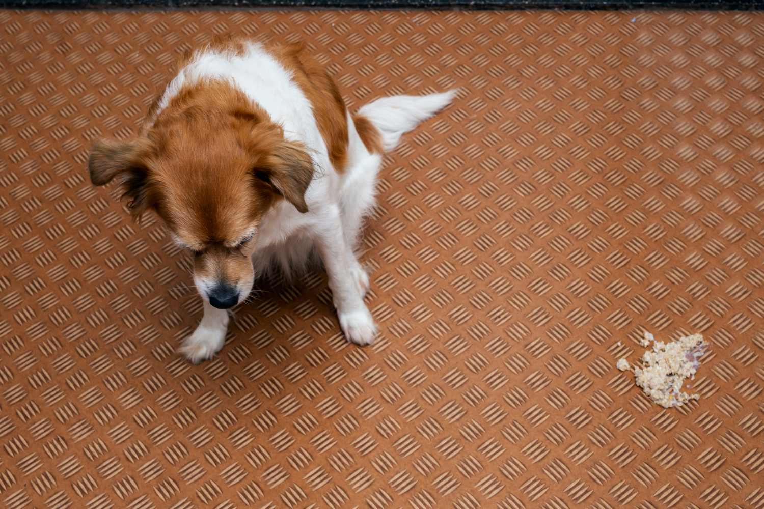 dog sat next to a pile of vomit