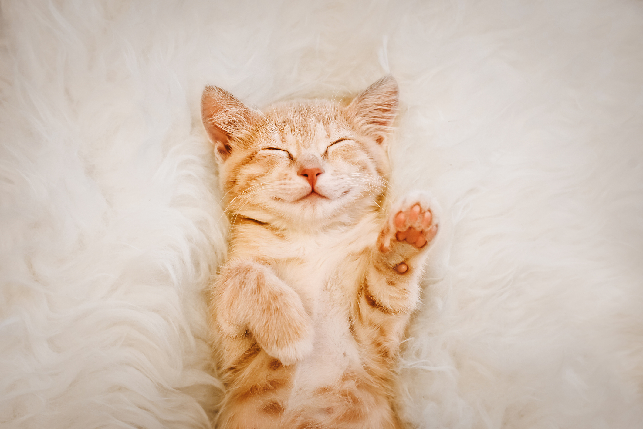 A cat laying upside down asleep on a fur blanket