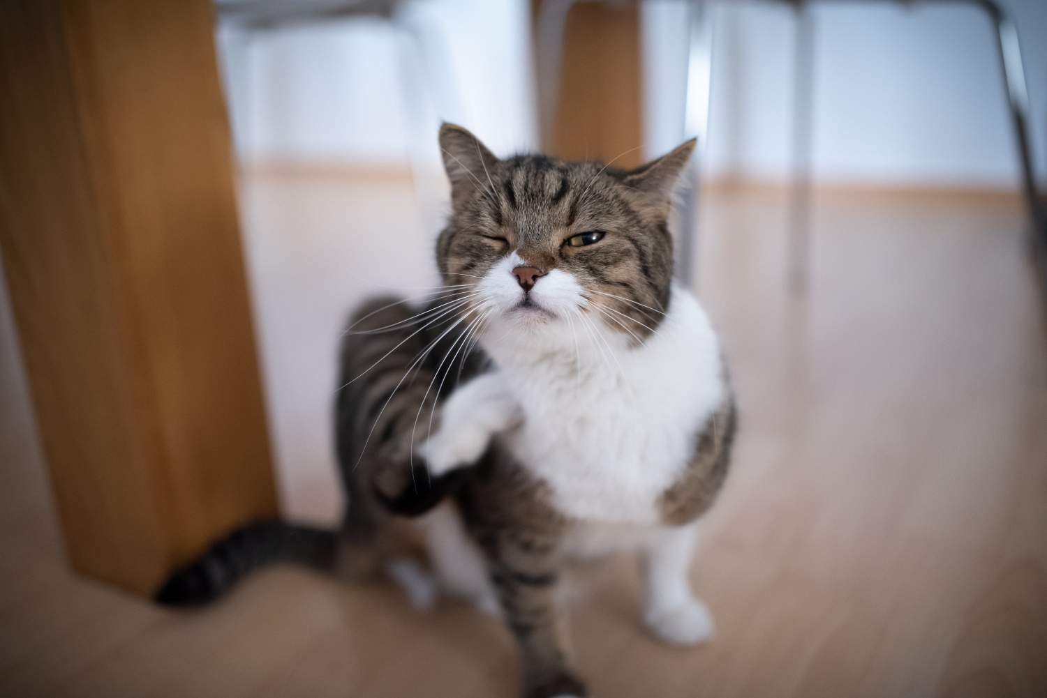 cat itching its fur