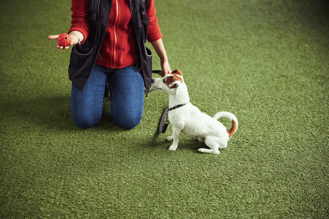 Dog training 101 – the essential guide to teaching your pet new skills