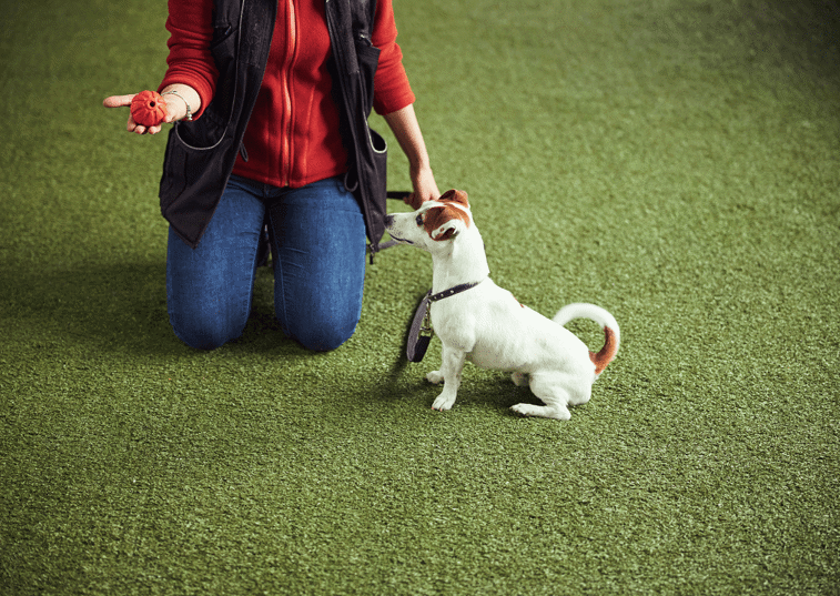 Dog training 101 – the essential guide to teaching your pet new skills