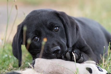 black labrador puppy biting a toy