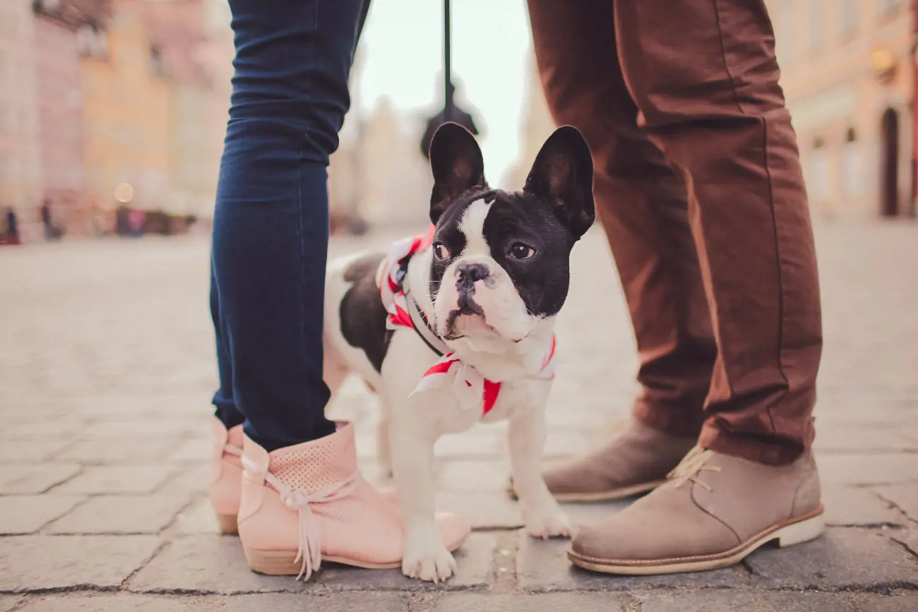 french bulldog in between couples legs