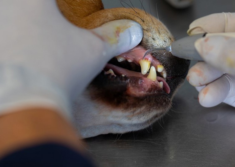 The ultimate guide to gingivitis in cats and dogs
