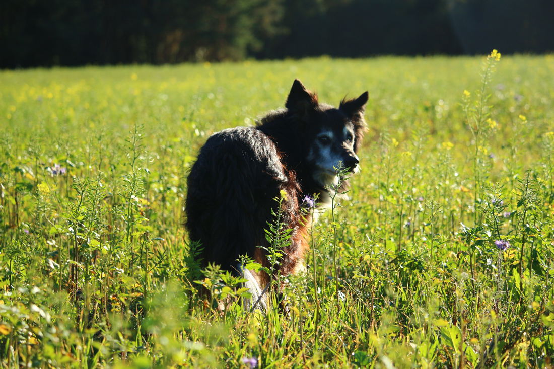 A bordr collie standing in a field with long grass and plants