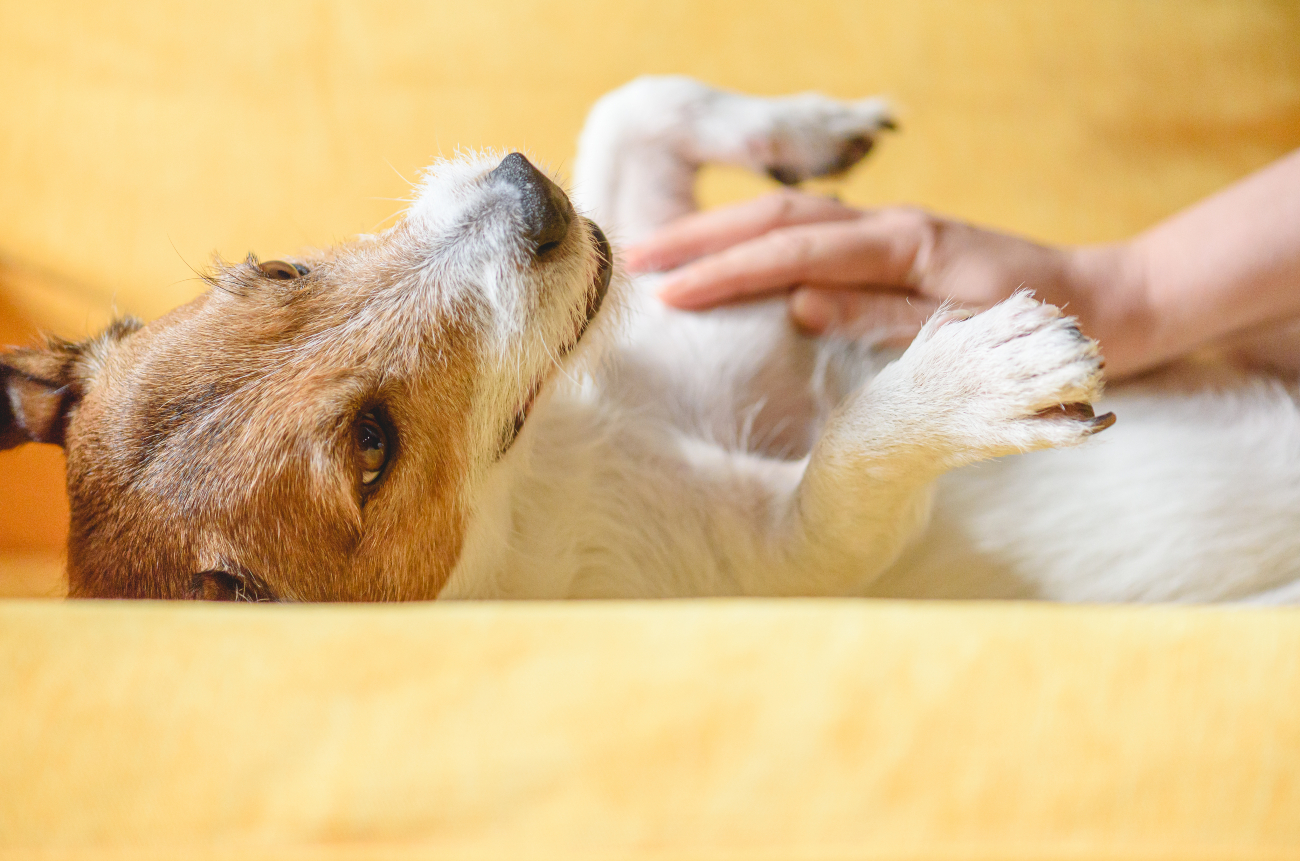 person stroking dogs stomach