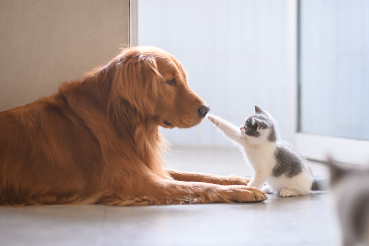 A kitten reaching out to touch the nose of a dog laying down