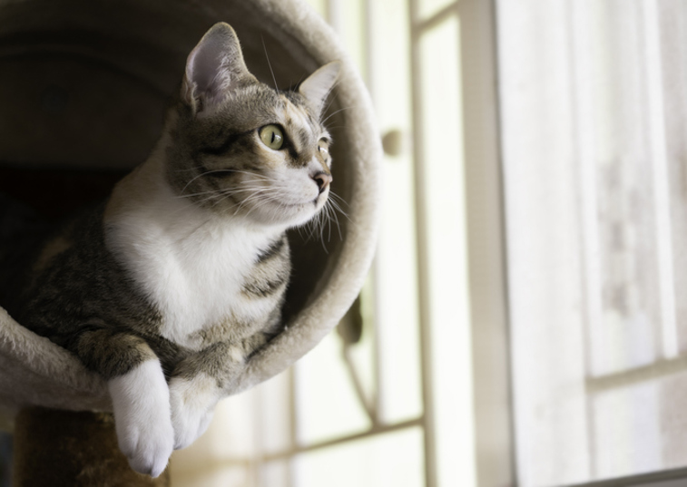 Cute tabby tab relaxing in a cat tunnel