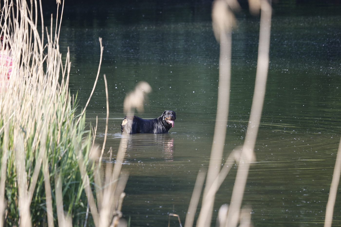 A dog with a docked tail standing in a shallow section of a lake
